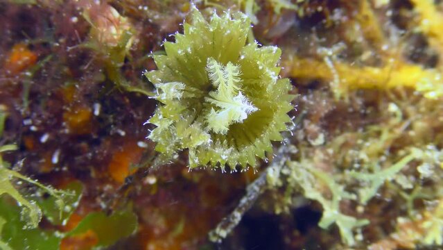 A young Peacock worm or Peacock feather duster worm (Sabella pavonina) unfolds a crown of tentacles to catch small organisms.