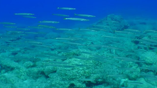 A flock of Mediterranean barracuda or European barracuda (Sphyraena sphyraena) in the blue water column. Mediterranean, Greece.