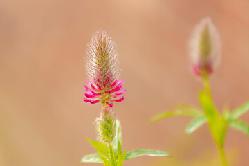 Selective focus of Red feather clover (Purpere klaver) in the garden with sunlight, Trifolium rubens is a species of flowering plant belonging to the family Fabaceae, Nature floral background.