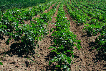 A green field of young potato bush growing outdoor in rows.