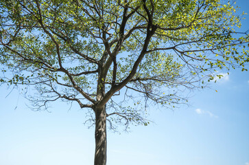 Tall Tree and blue sky