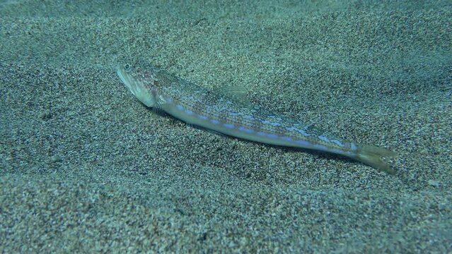 Atlantic Lizardfish or Bluestriped Lizard (Synodus saurus) lies on a sandy bottom, shallow water, sunbeams, camouflage paint. Mediterranean.