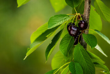 Branch of ripe red black cherries on a tree in a garden, Ripe cherries hanging from a cherry tree branch. just before harvest in early summer, Ripe cherries background. pattern, WATER