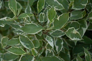 Green Leaves background. Cornus alba argenteomarginata
