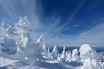 Fototapeta na wymiar 蔵王の樹氷原。山形、日本。１月下旬。