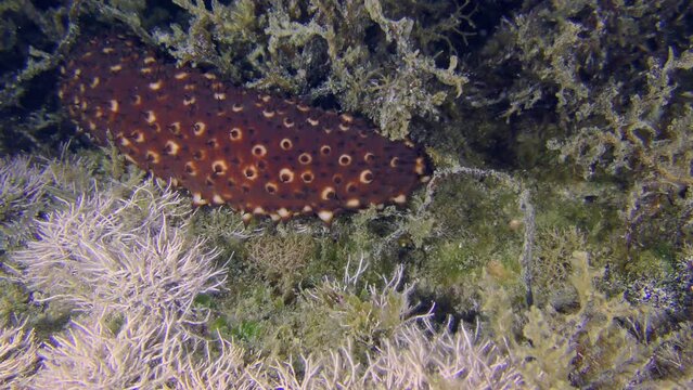 Sea life: The back of the Variable Sea Cucumber (Holothuria sanctori) slowly disappears among the algae on the rocky bottom.