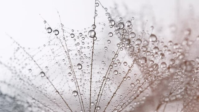 Dew drops on a dandelion seed