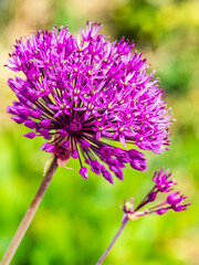 Pink Flower of Giant Allium, Allium giganteum