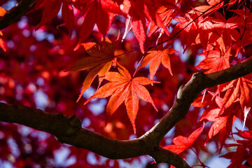 播州清水寺（兵庫県加東町）の紅葉