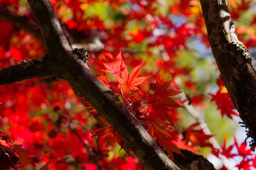 播州清水寺（兵庫県加東町）の紅葉