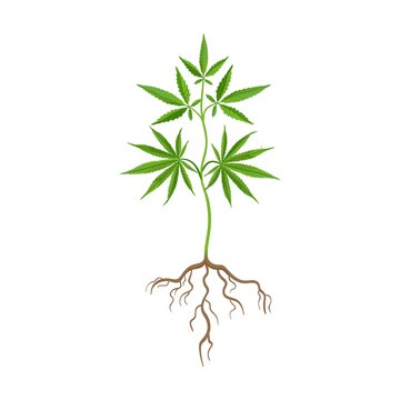 Growth stage of cannabis plant flat icon. Hemp, cannabis, weed leaves isolated vector illustration collection. Drug plant cultivation