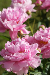 Garden with peonies in early summer