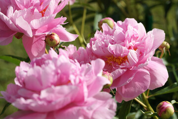 Garden with peonies in early summer