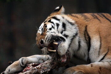 Feeding siberian tiger closeup