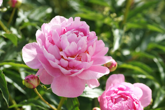 Garden with peonies in early summer