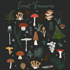 Vector collection of forest treasures. Flat style mushrooms, fern, pines, pine branches, needles, fir, berries, moss.  Hand drawn illustration with textures. 