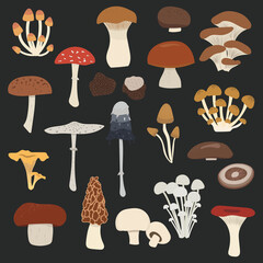 vector set of mushrooms. edible and poison mushrooms: king trumpet, oyster, russula, ink cap, morel, portabello, champignon, penny bun, porcini, chanterelle, truffle, enoki, shiitake, parasol, cremini