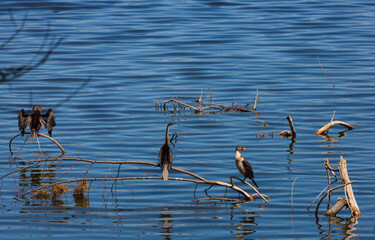 Three birds sitting on the wigs of a dead tree in the blue water. Nakuru lake. Kenya