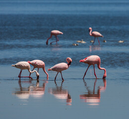 A group of flamingos with their reflection in the water. Nakuru lake. Kenya