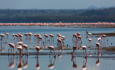africa, african, animal, animals, bird, birds, east africa, elegant, environment, exotic, flamingo,...