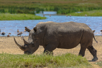 White rhino walking in the grass near water on a sunny day. Nakuru, Kenya