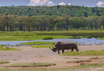 White rhino walking in the grass near water on a sunny day. Nakuru, Kenya