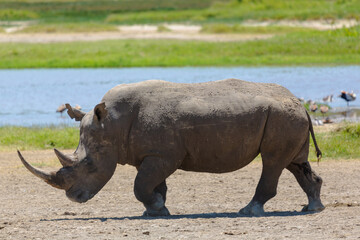 Fototapeta premium White rhino walking in the grass near water on a sunny day. Nakuru, Kenya