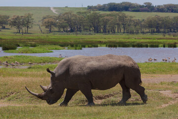 White rhino walking in the grass near water on a sunny day. Nakuru, Kenya © Анастасия Смирнова