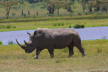 Fototapeta premium White rhino walking in the grass near water on a sunny day. Nakuru, Kenya