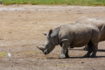 White rhino near the white bird in savannah. Nakuru national park, Kenya