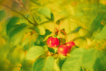 Flowers- soft focus effect. Depth of field