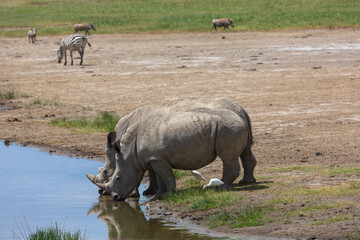 Obraz premium Family of white rhinos (male, female and kid) drinking water in savannah. Nakuru national park. Kenya