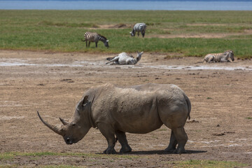White rhino with a large horn in savannah  and zebras in the background. Nakuru national park, Kenya