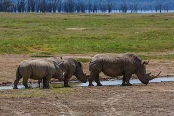 Family of white rhinos standing near the water in savannah. Nakuru national park, Kenya