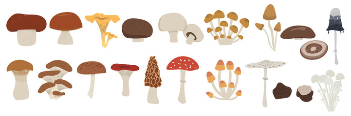 vector set of mushrooms. edible and poison mushrooms: king trumpet, oyster, russula, ink cap, morel, portabello, champignon, penny bun, porcini, chanterelle, truffle, enoki, shiitake, parasol, cremini