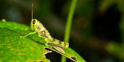 Grasshopper, Lembeh, North Sulawesi, Indonesia, Asia