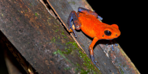 Dart Poison Frog, Blue Jeans, Oophaga pumilio, Dendrobates pumilio,Tropical Rainforest, Costa Rica, Central America, America