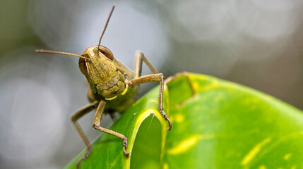 Grasshopper, Tropical Rainforest, Marino Ballena National Park, Uvita de Osa, Puntarenas, Costa Rica, Central America, America