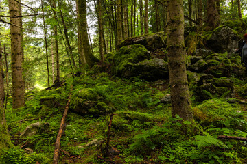 alpine forest landscape in Austria