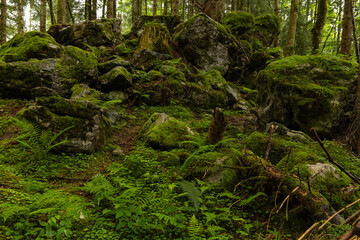 alpine forest landscape in Austria