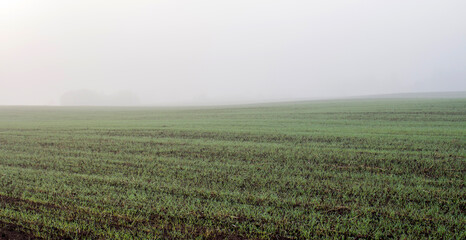 Fototapeta na wymiar Field on the morning mist background.