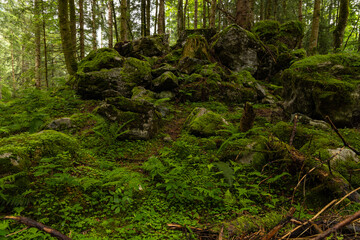 Fototapeta na wymiar alpine forest landscape in Austria