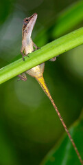 Anolis, Anole Lizard, Tropical Rainforest, Marino Ballena National Park, Uvita de Osa, Puntarenas, Costa Rica, Central America, America
