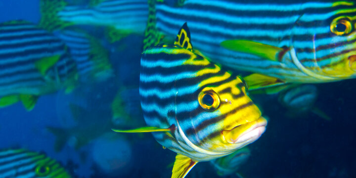 Striped Oriental Sweetlips, Plectorhinchus orientalis, Coral Reef, South Ari Atoll, Maldives, Indian Ocean, Asia