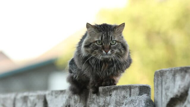 striped country cat sitting on the fence and looking in camera. High quality 4k footage.