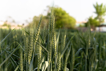 fresh green wheat field selective focus blurred background