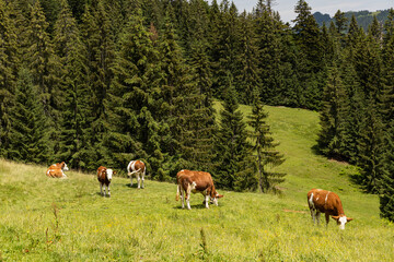 Fototapeta na wymiar alpine landscape near Hintersee in Austria