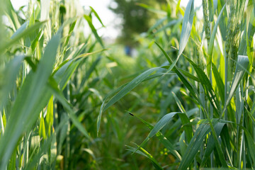 fresh green wheat field selective focus blurred background