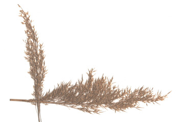 Reed, reed flowering. Original background for writing text