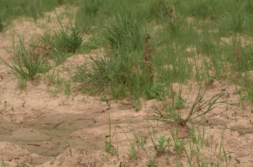 grass in the sand